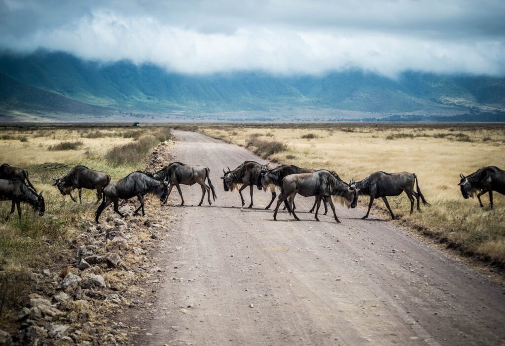 Lessons from a Wildebeest